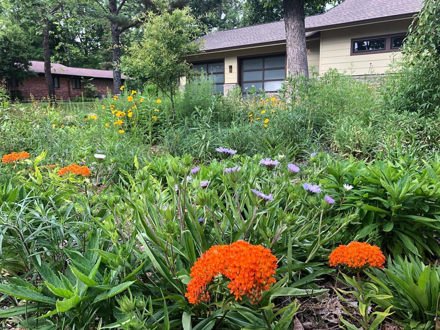 follow Bloominggatden.AL for more native gardens!
#nativeplants #ecology #gardening #zen #alabama #milkweed #nature