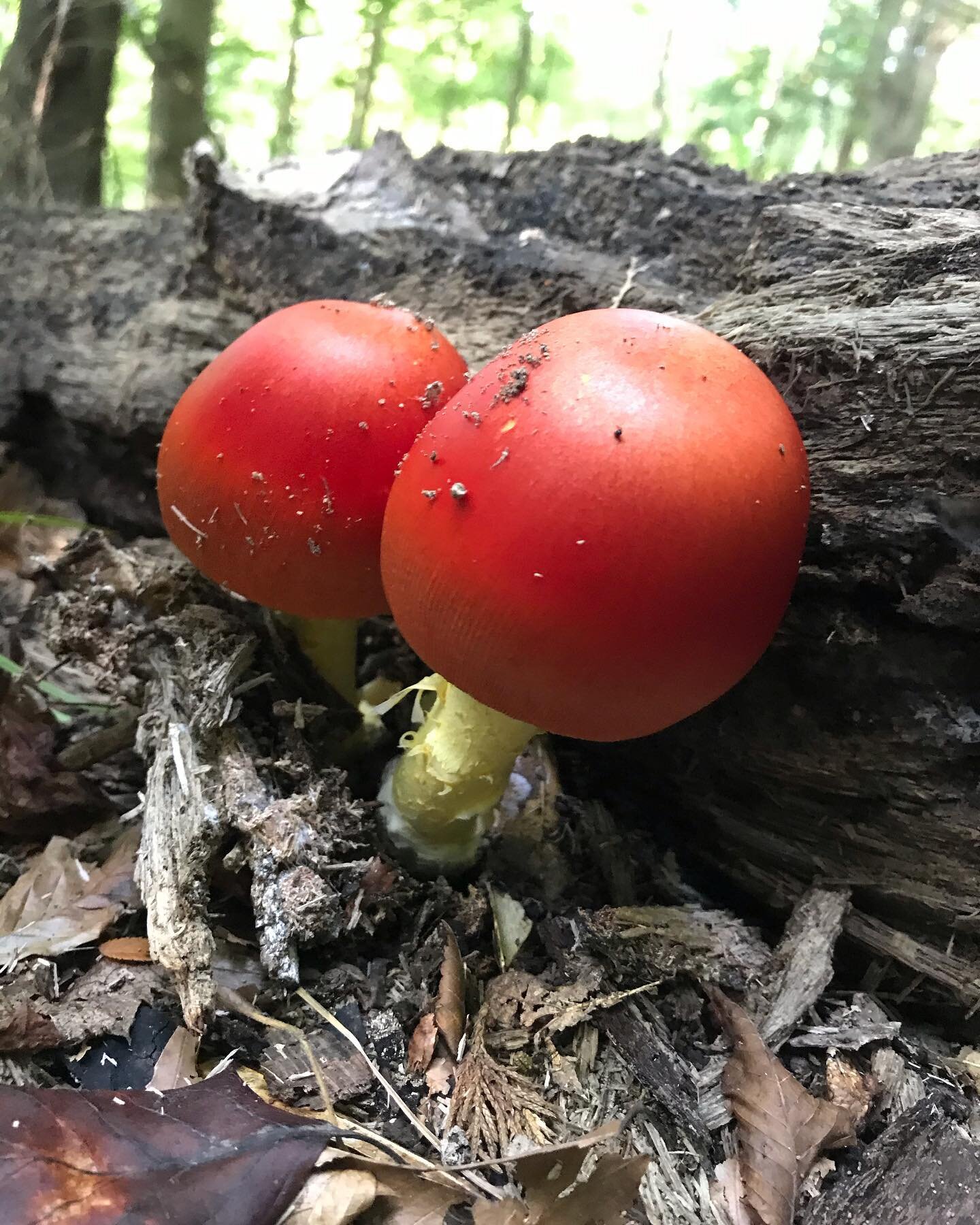 #amanitajacksonii #mushrooms #fungi #mycellium #alabama #huntsvillealabama #blooming #ecosystems