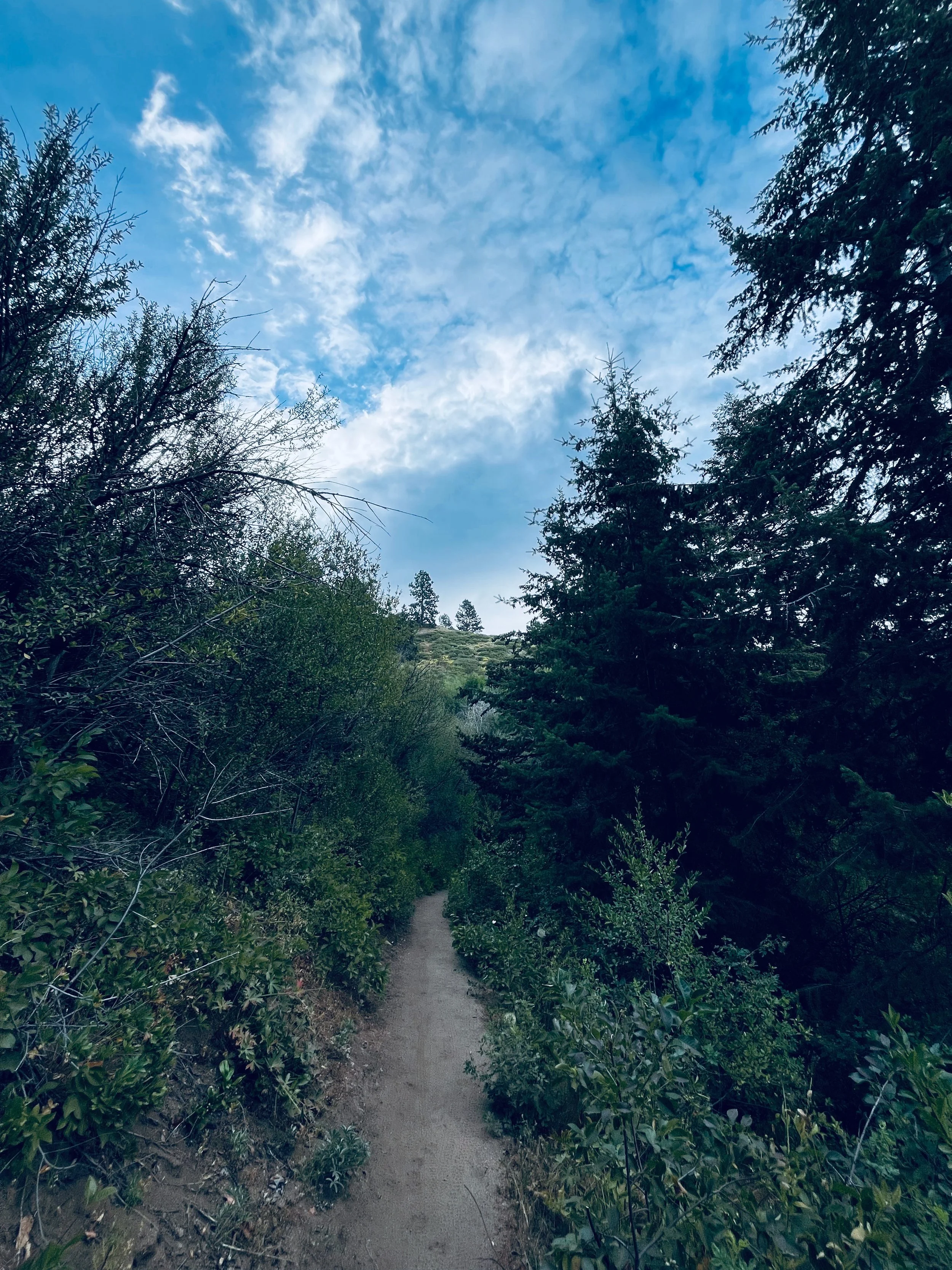 The Assumption of the Wilderness