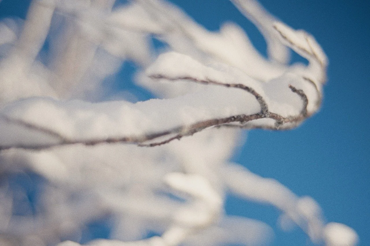 Still_Winter_1.6.1 Large.jpeg