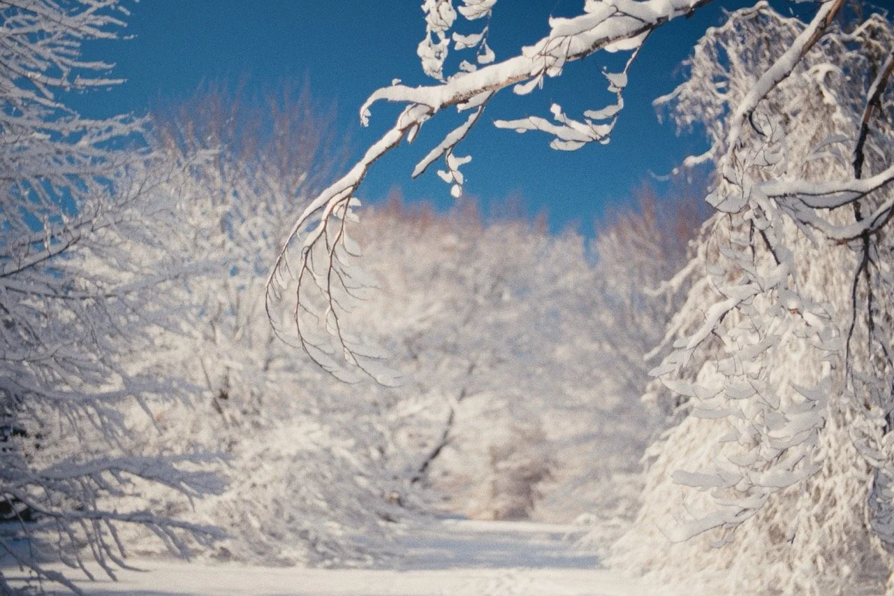 Still_Winter_1.5.1 Large.jpeg