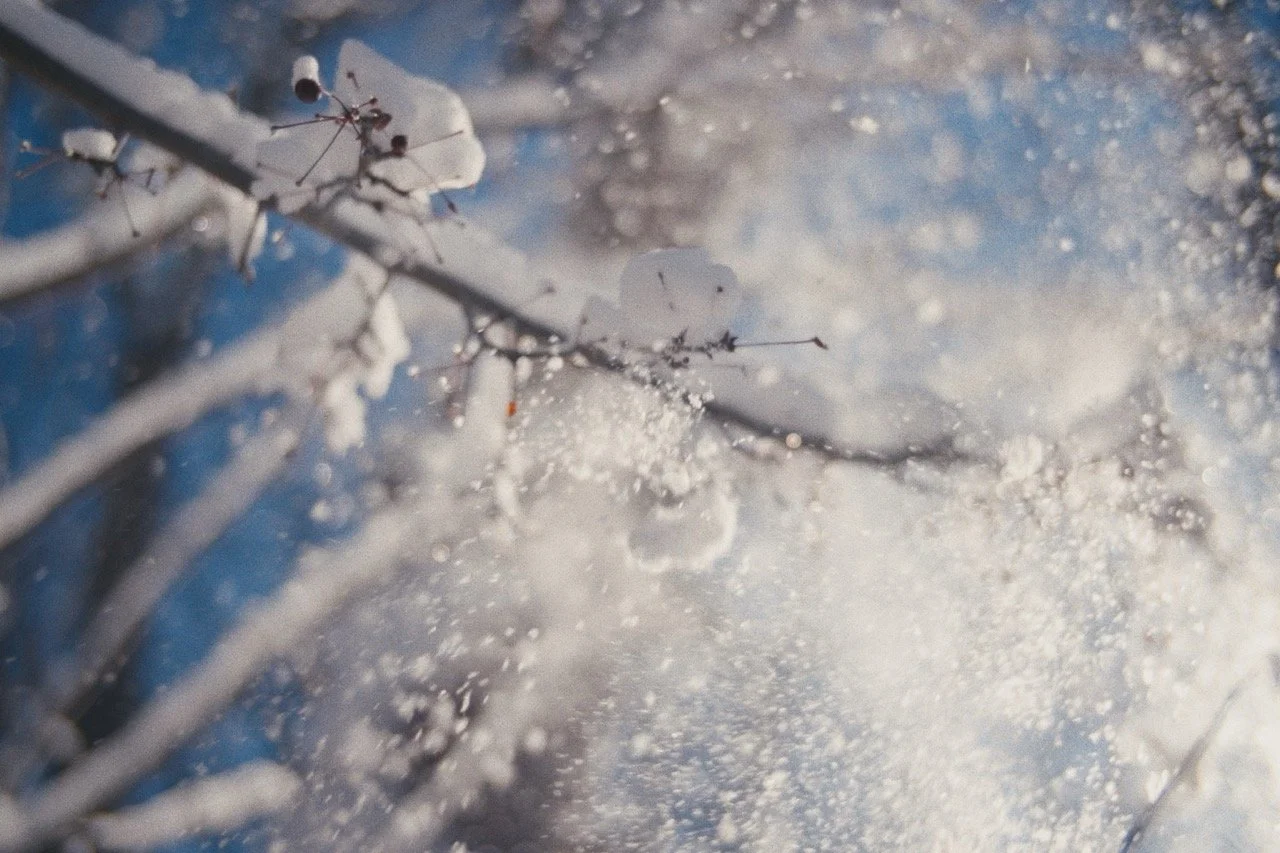 Still_Winter_1.26.1 Large.jpeg