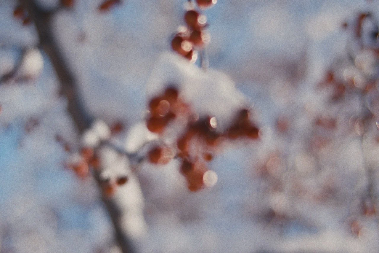 Still_Winter_1.25.1 Large.jpeg