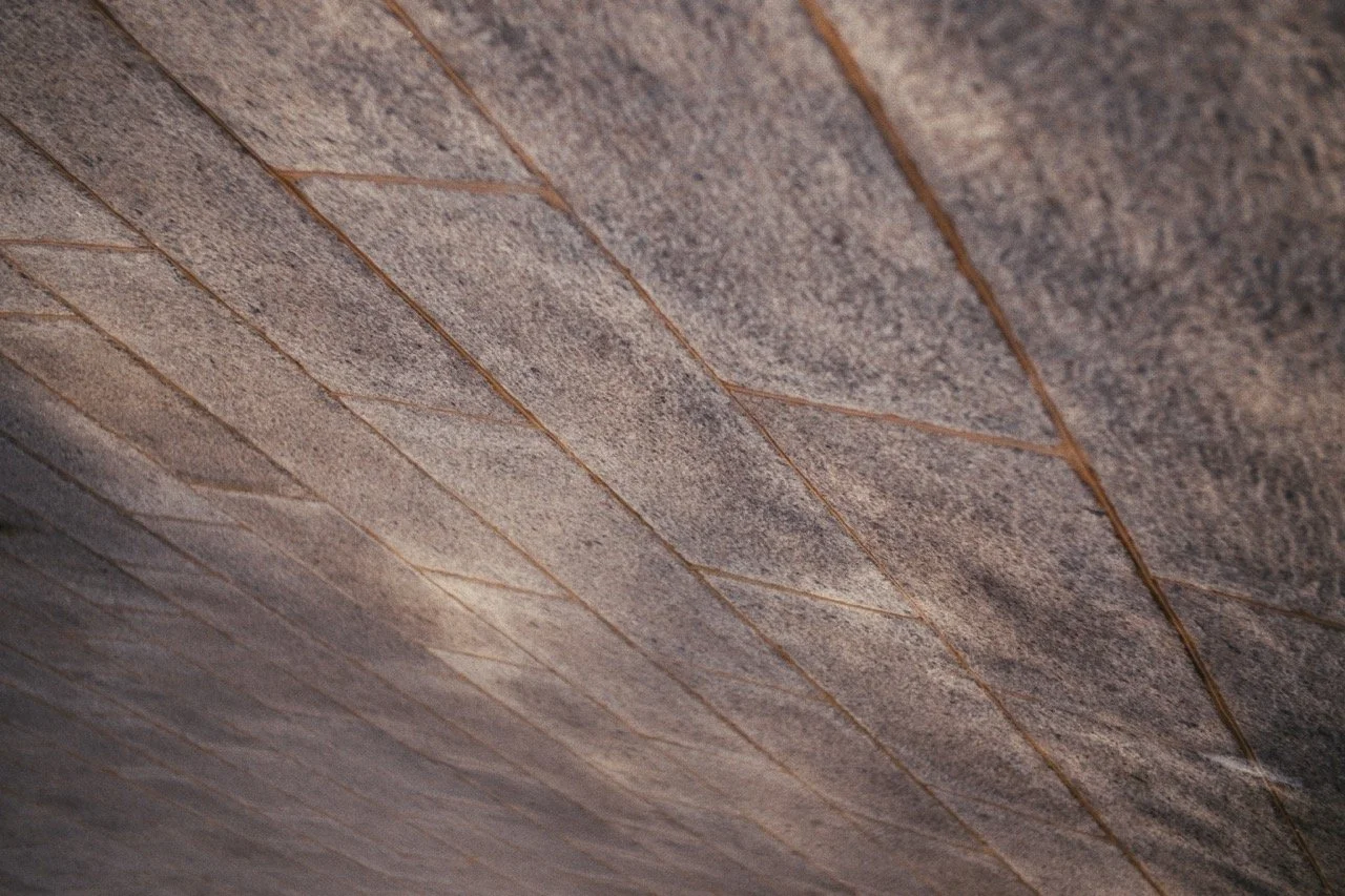 Still_Winter_1.19.1 Large.jpeg