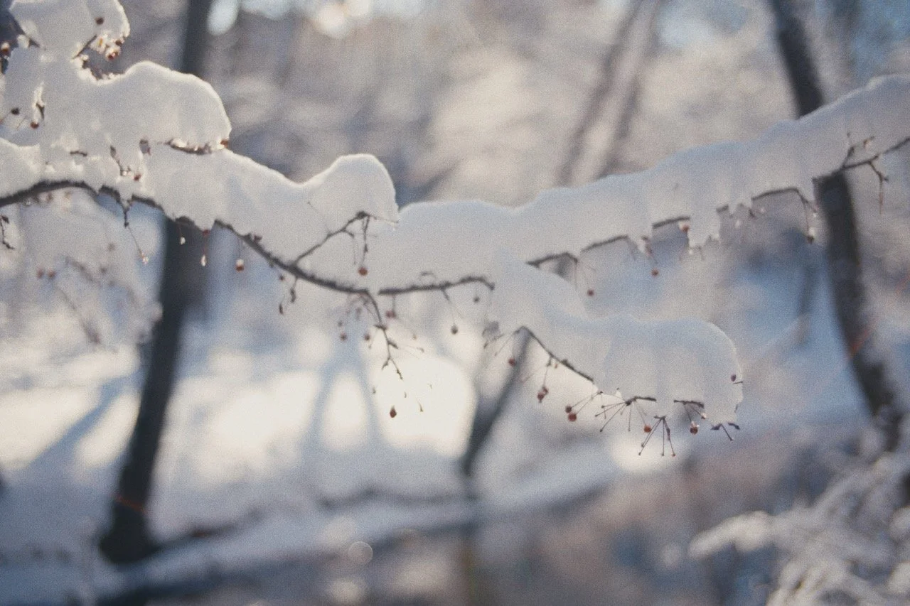 Still_Winter_1.13.1 Large.jpeg