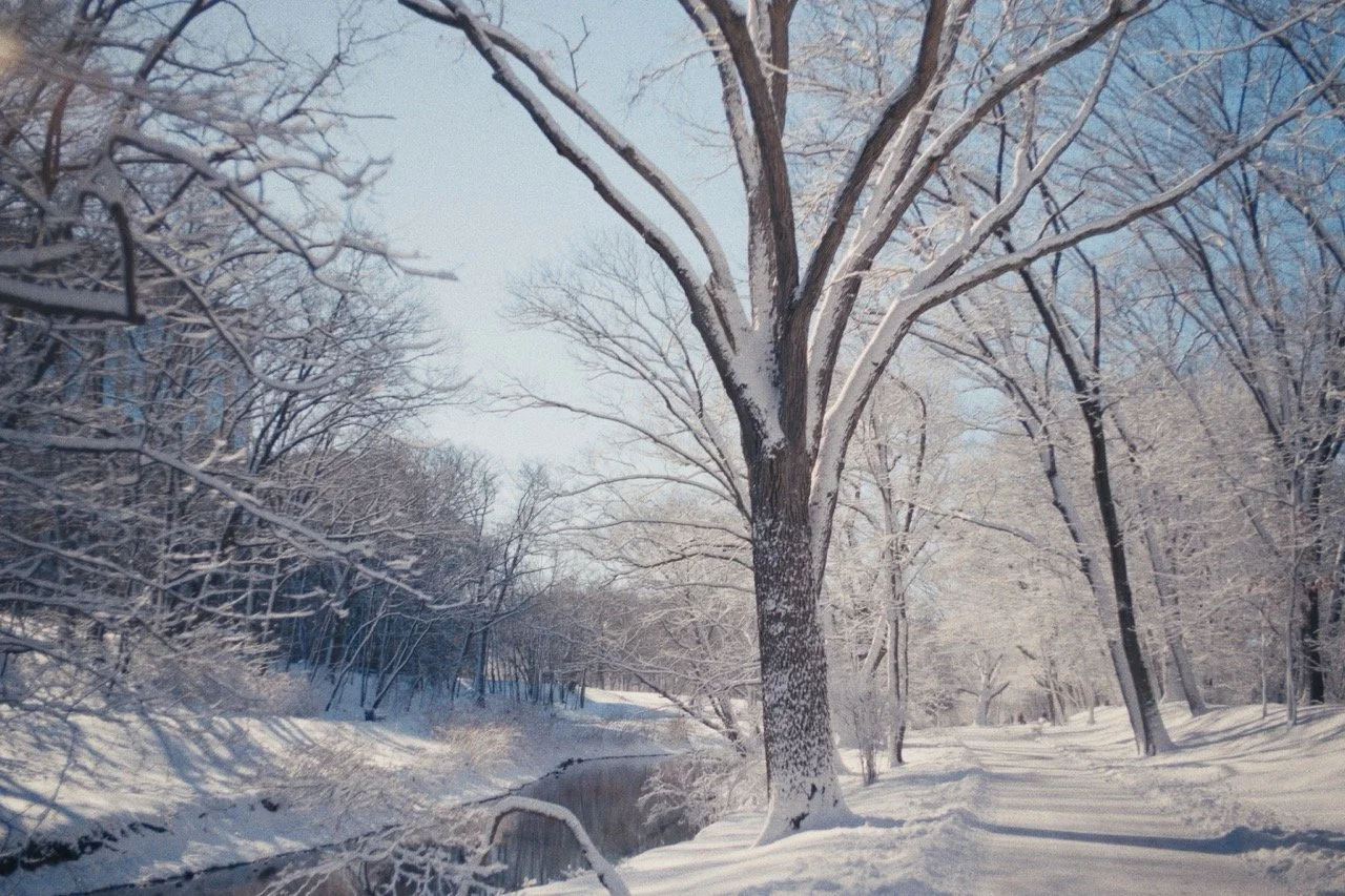 Still_Winter_1.15.1 Large.jpeg