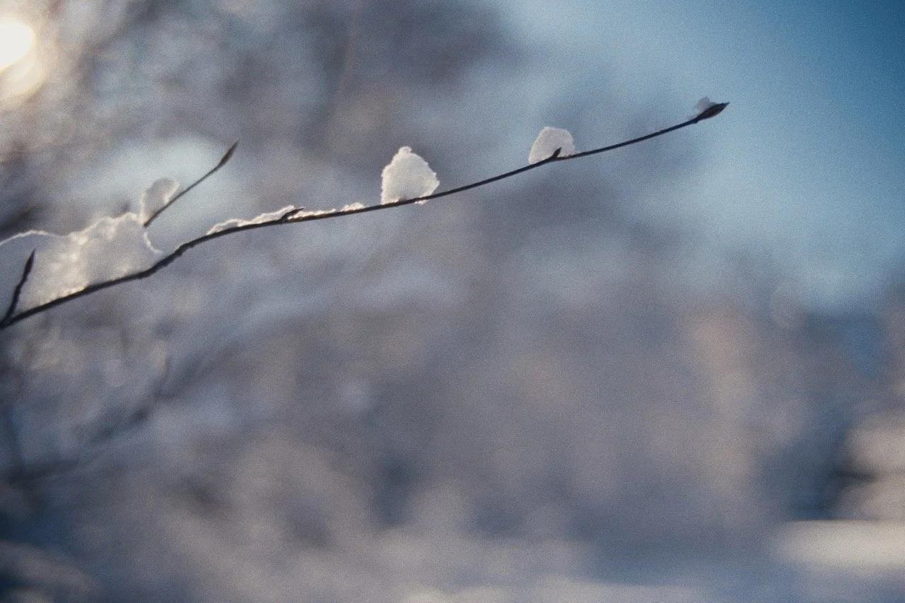 Still_Winter_1.4.1 Large.jpeg