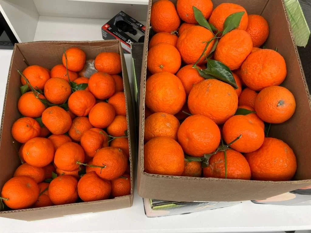 WhatsApp Image 2026-04-15 at 3.55.28 PM (5).jpeg