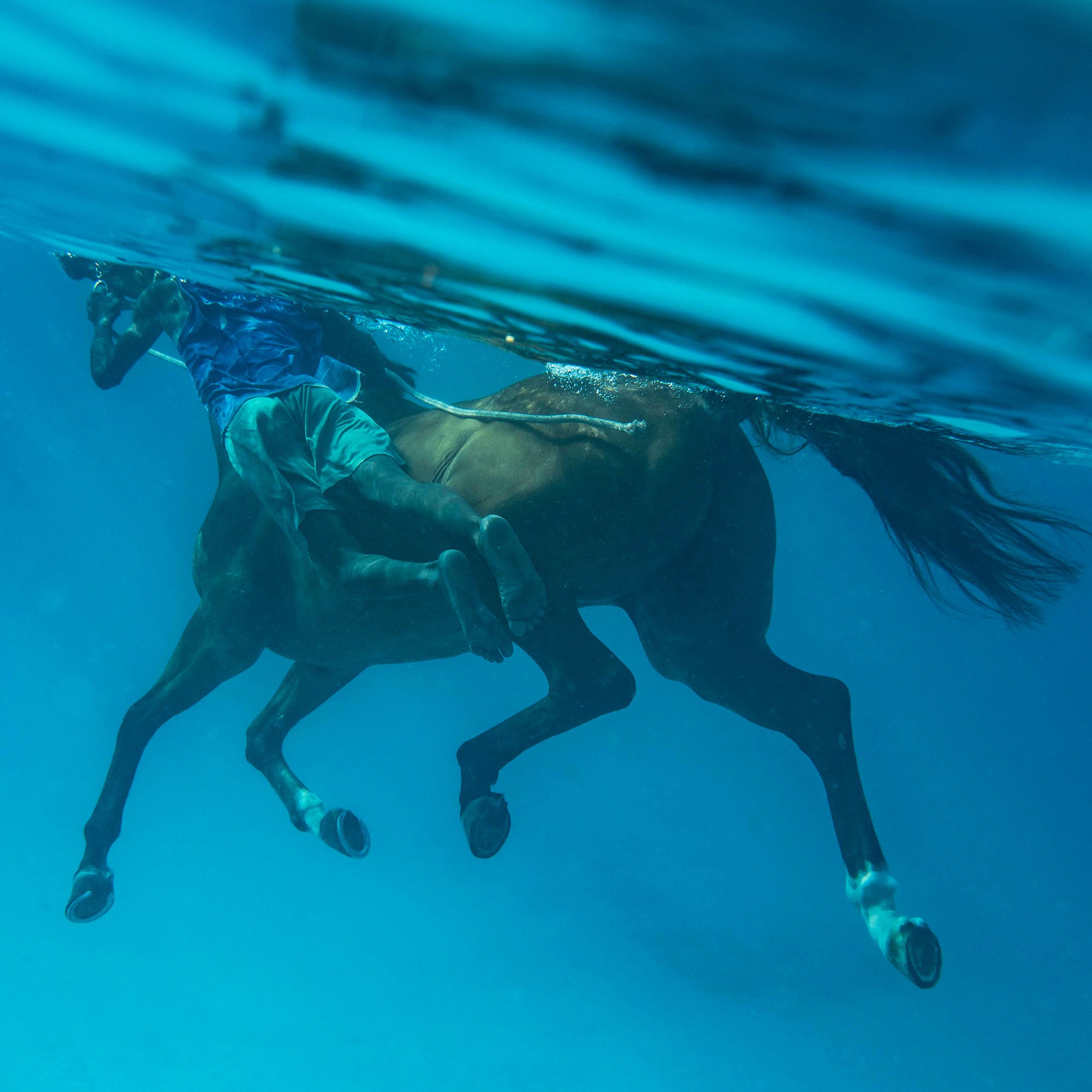Where the Horses Swim