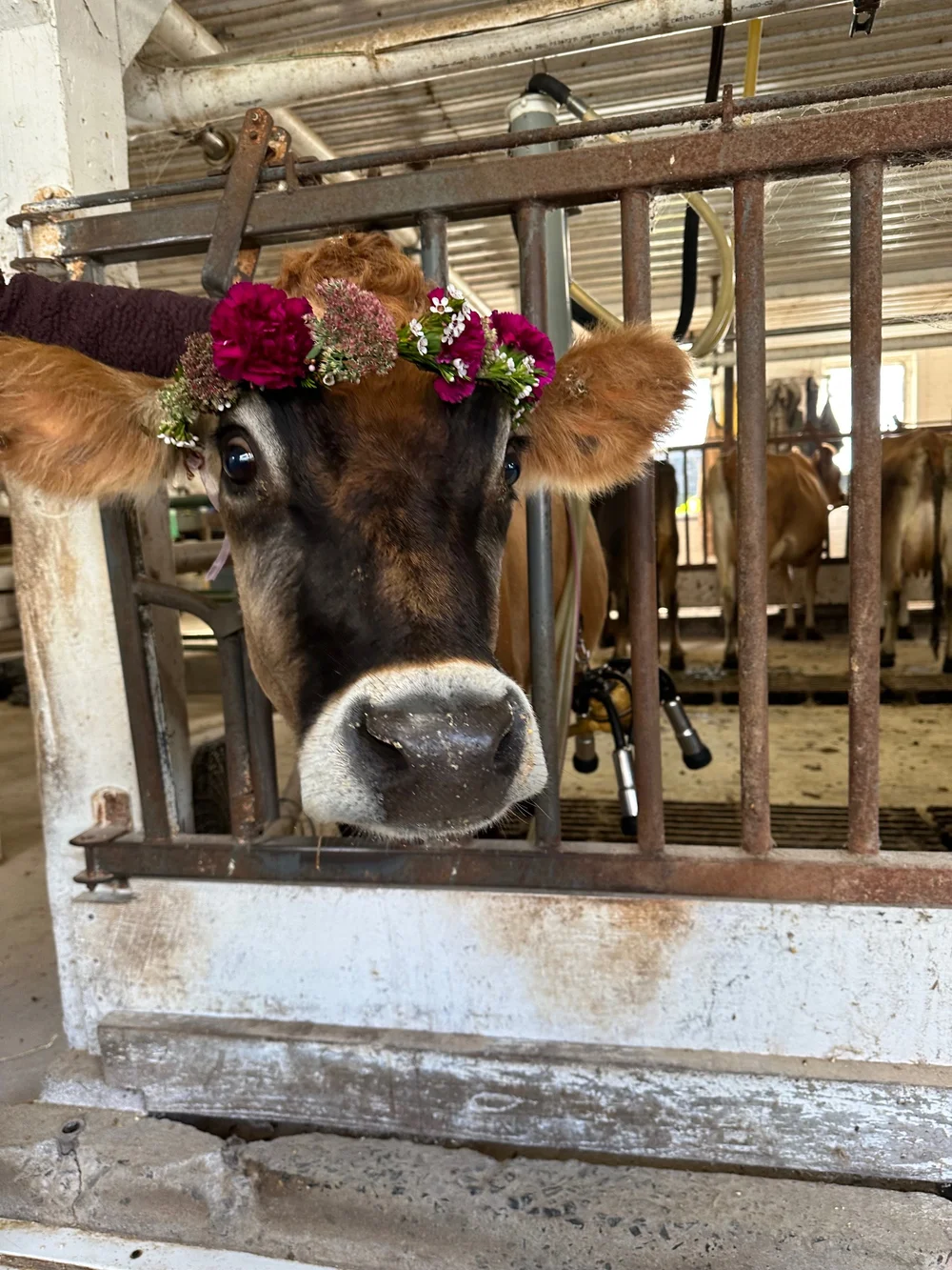 Tulip Festival 2024 New Jersey Cow