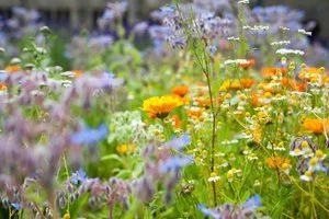 The Healing Garden 