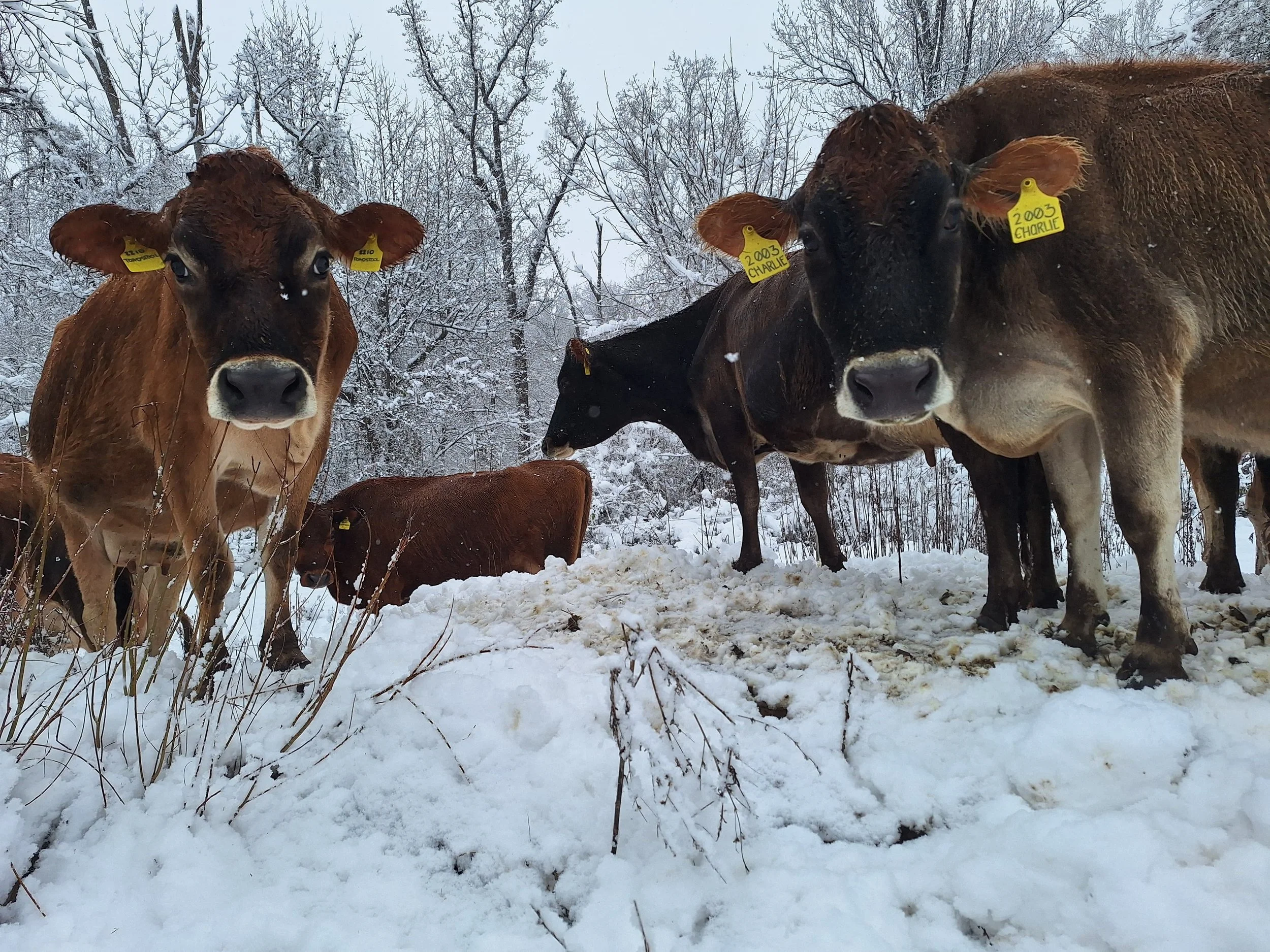 Winter Hayrides with Hot Chocolate - Free