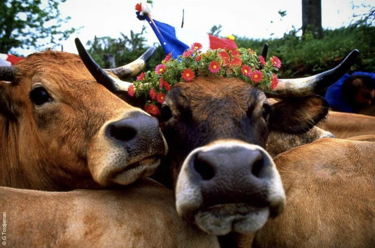 CowsAdornedFlowers.jpg