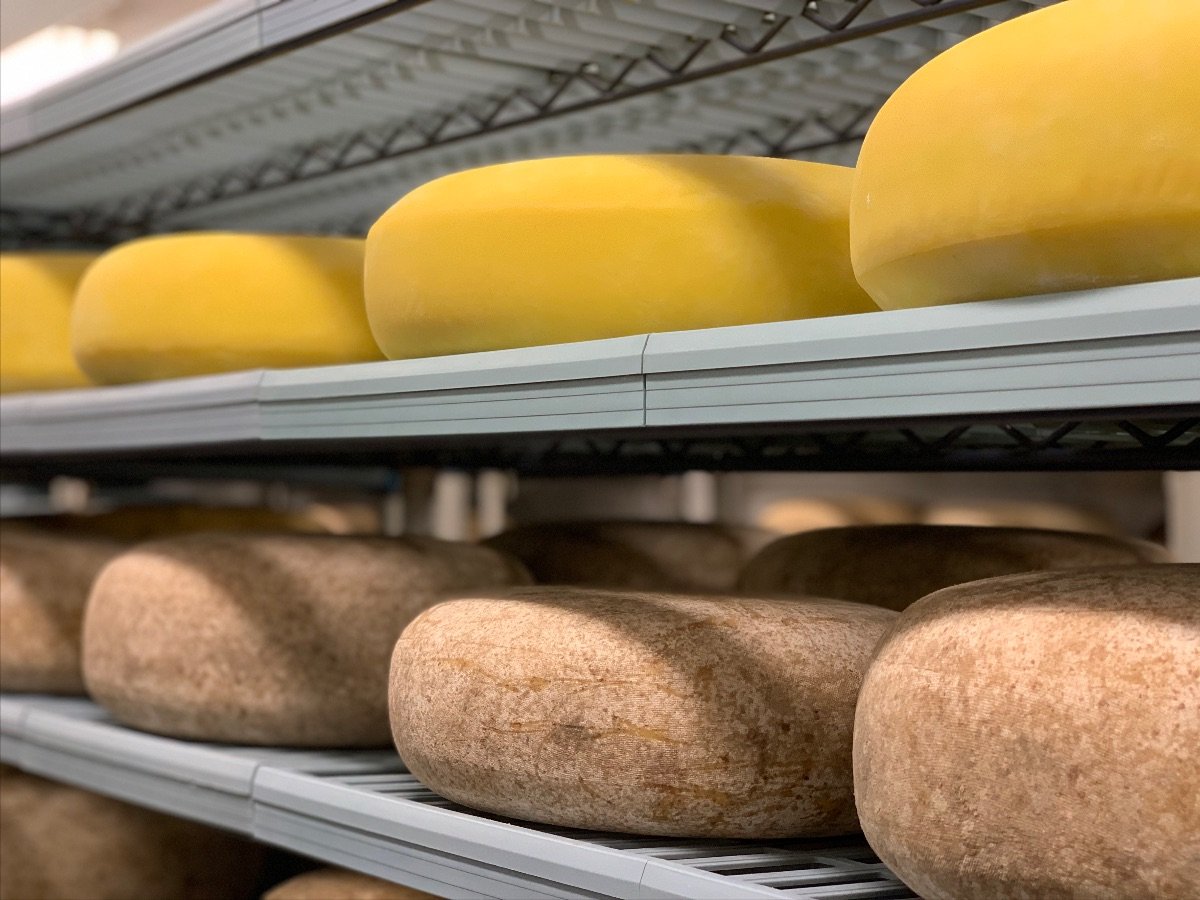 cheeseaging (1).jpg