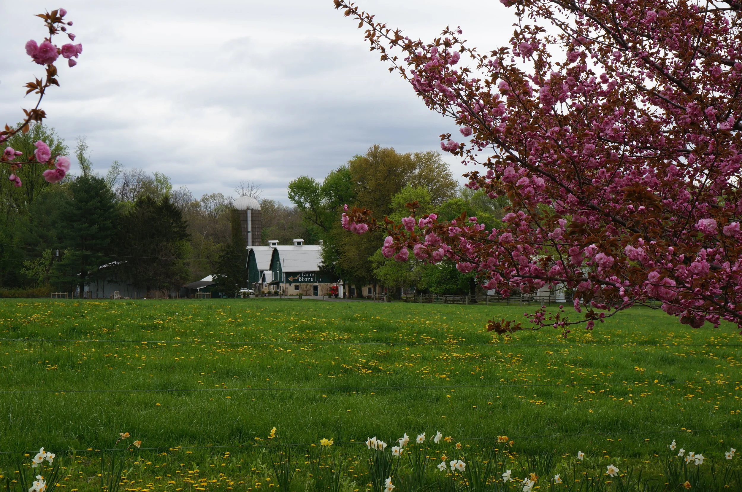 SPECIAL FARM PICTURES - 30.JPG