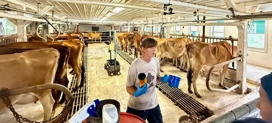 KrissyCowsMilking.jpg