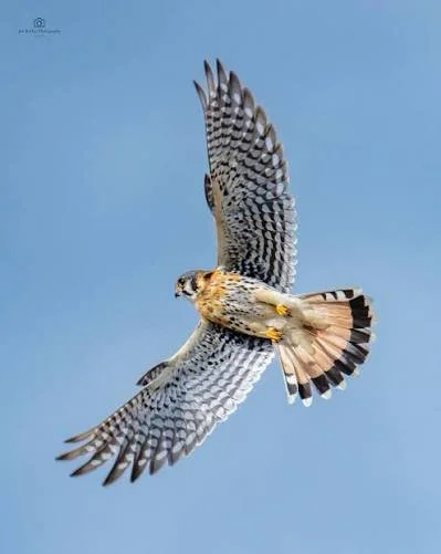 Kestrel.jpg