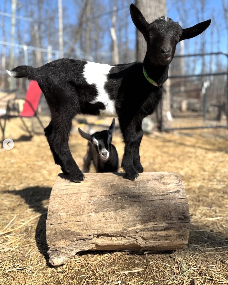 Screenshot 2026-03-23 at 1.18.10 PM.png