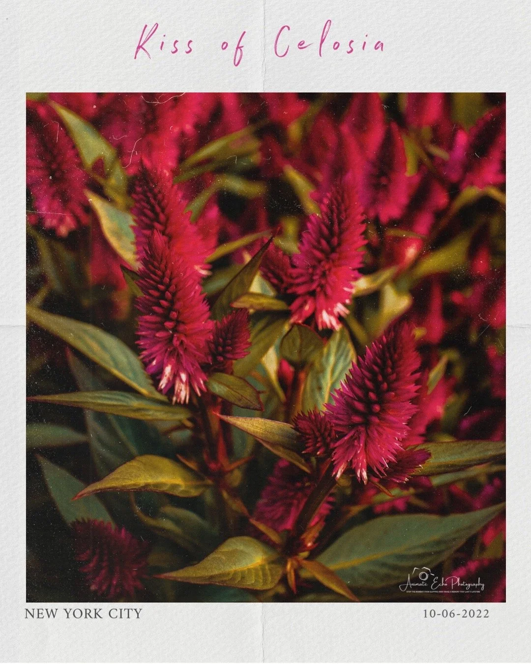 Kiss of Celosia - Digital photo download