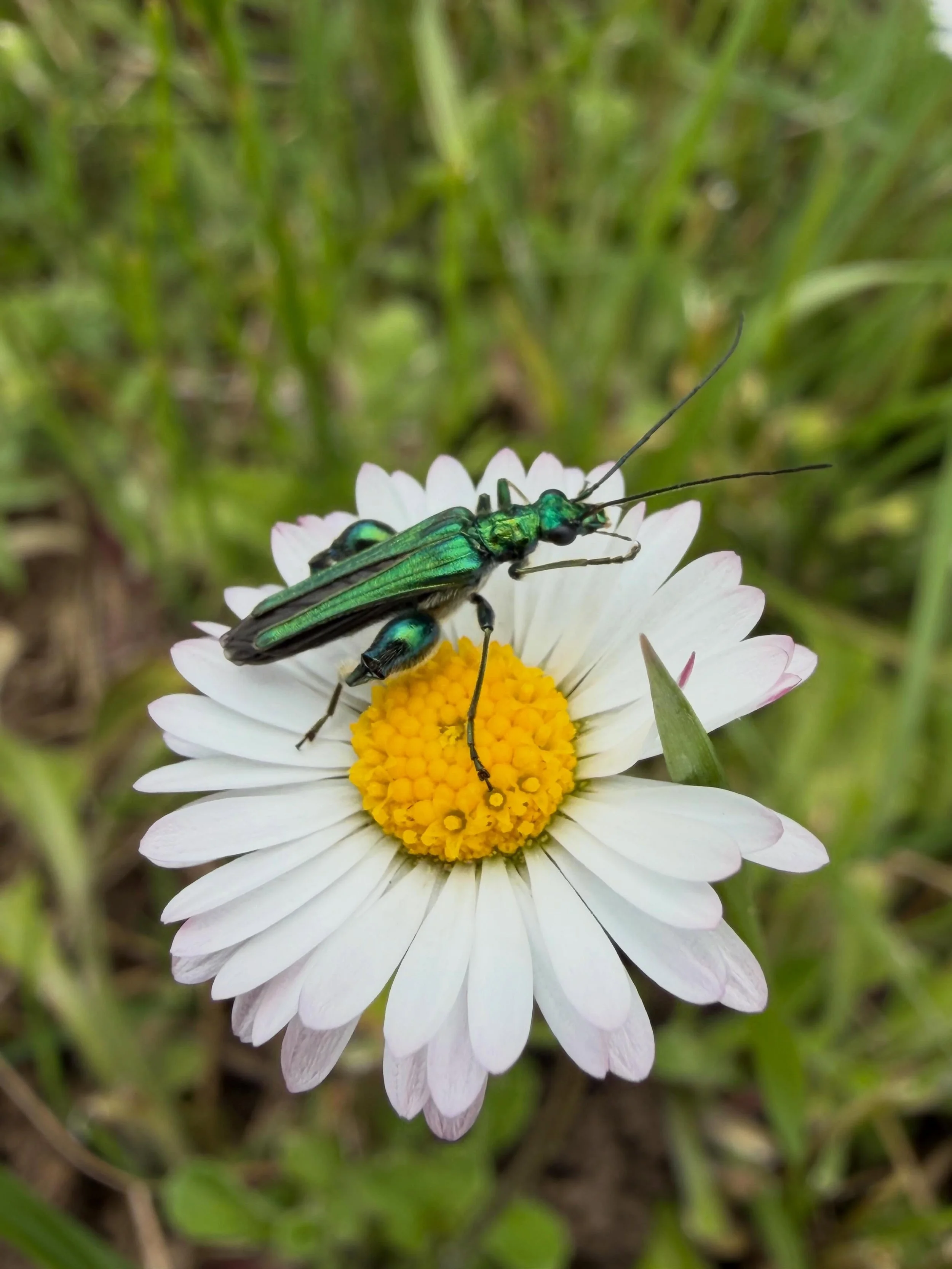 Petit visiteur du jour 🪲

En me renseignant sur cet insecte, j&rsquo;ai d&eacute;couvert qu&rsquo;il pouvait symboliser la transformation, l&rsquo;adaptation et le renouveau 🌿
Je trouve &ccedil;a assez beau comme rappel : avancer &agrave; son rythm
