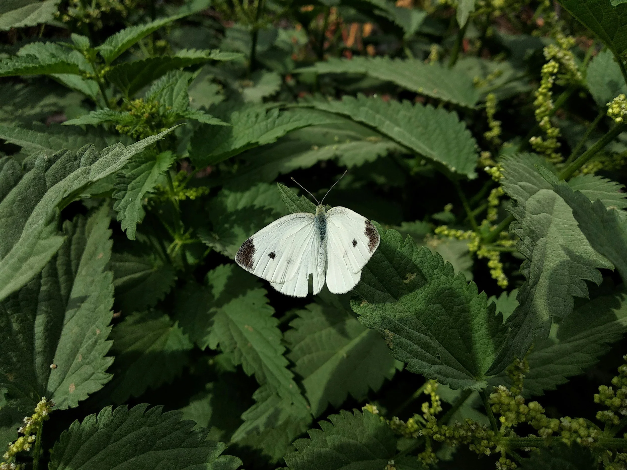 How To Use Stinging Nettle For Seasonal Allergy Symptoms