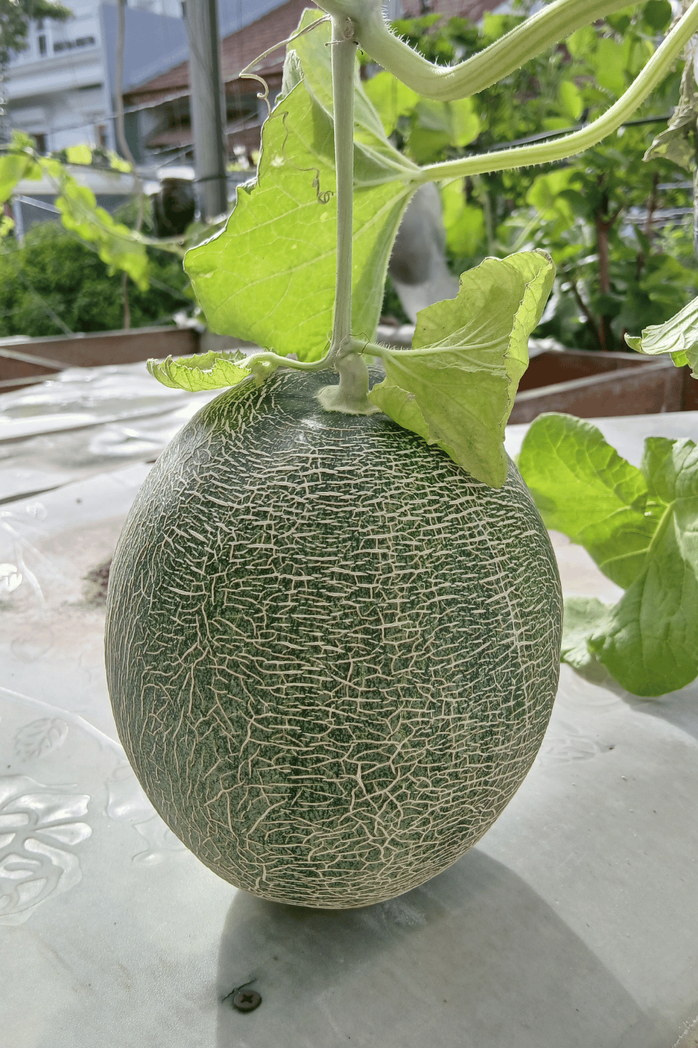  Growing Cantaloupe In North Texas Gardening Tips
