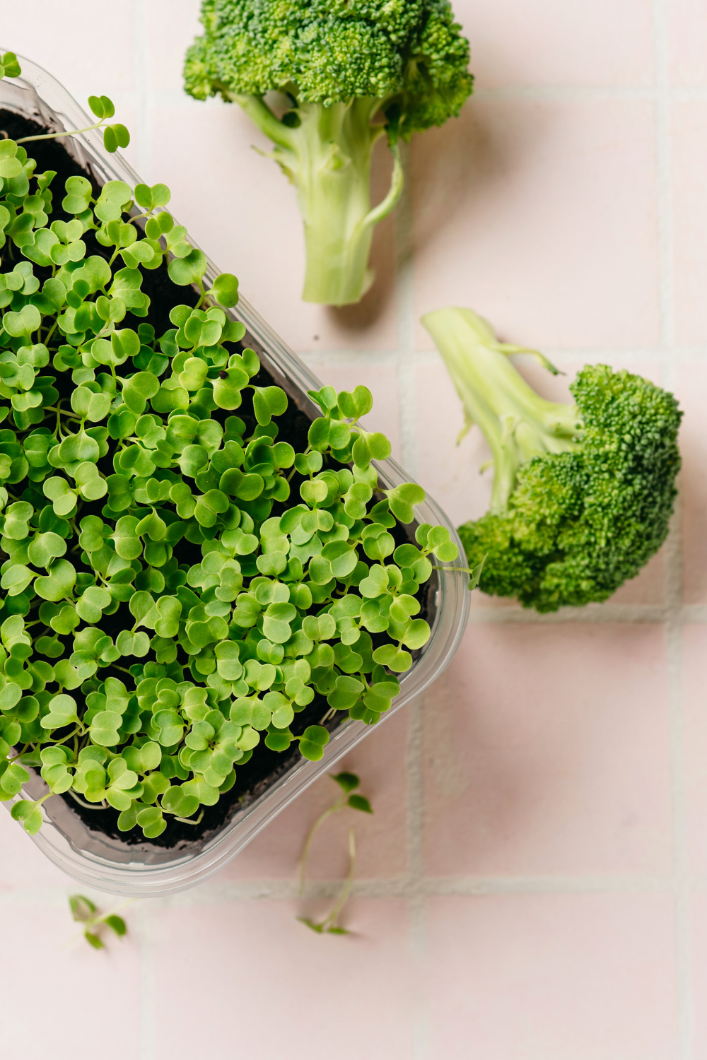 When To Grow Broccoli In Texas From Seed To Harvest