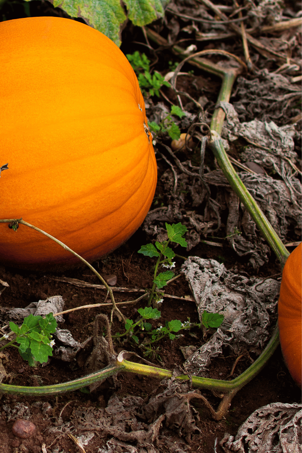 Everything You Need to Grow Pumpkins From Seed to Harvest