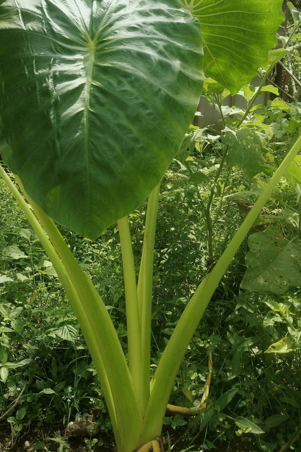 How to prevent disease and care for elephant ear plant