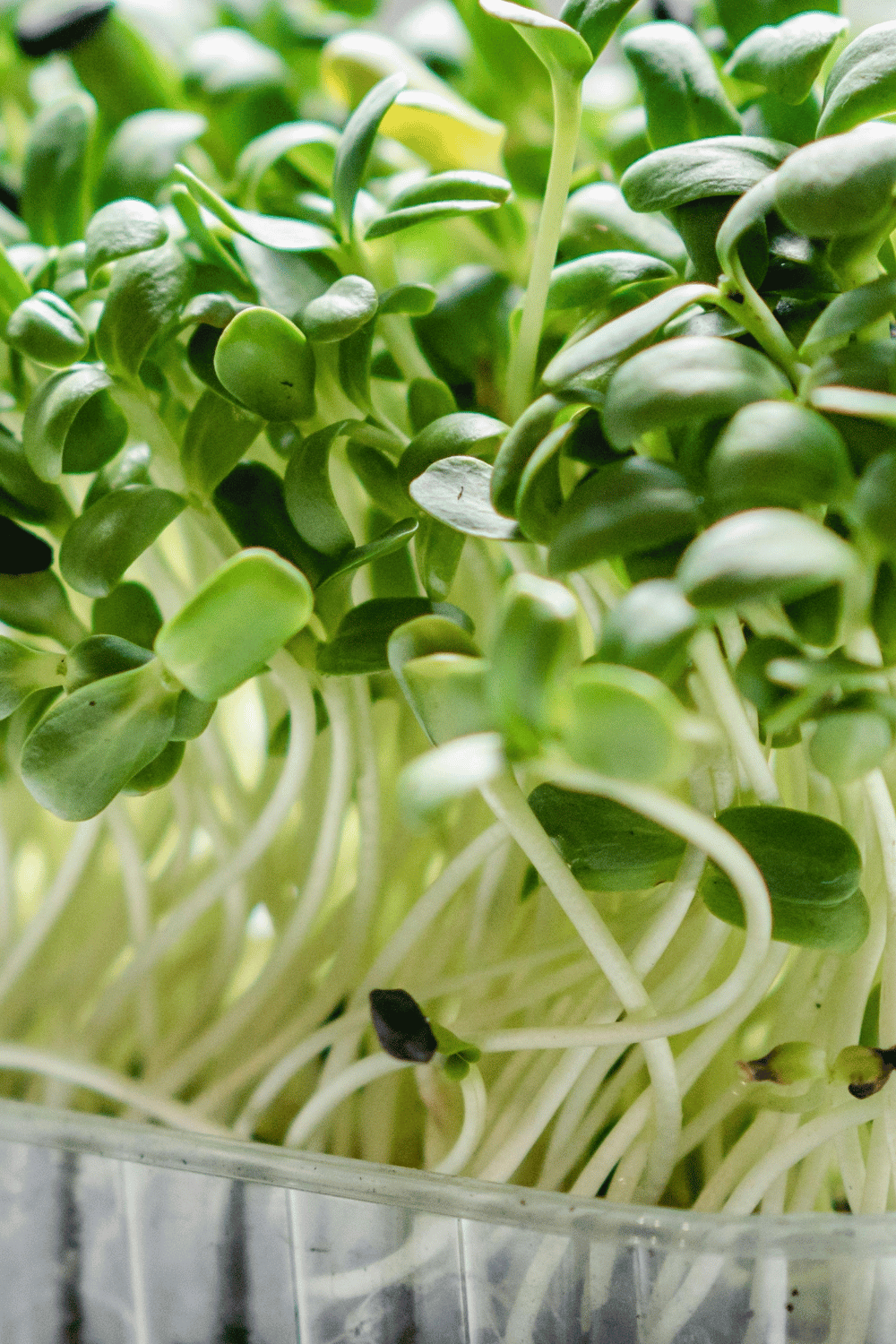 Grow microgreens at home with these steps like a pro