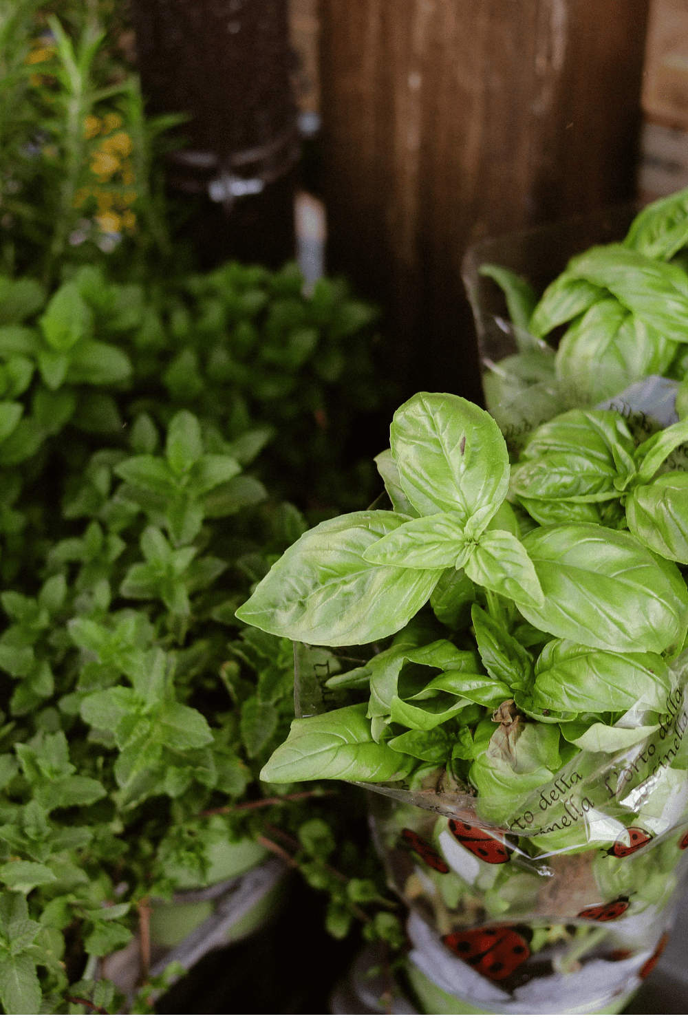 Everything you need to have a flourishing fall herb garden