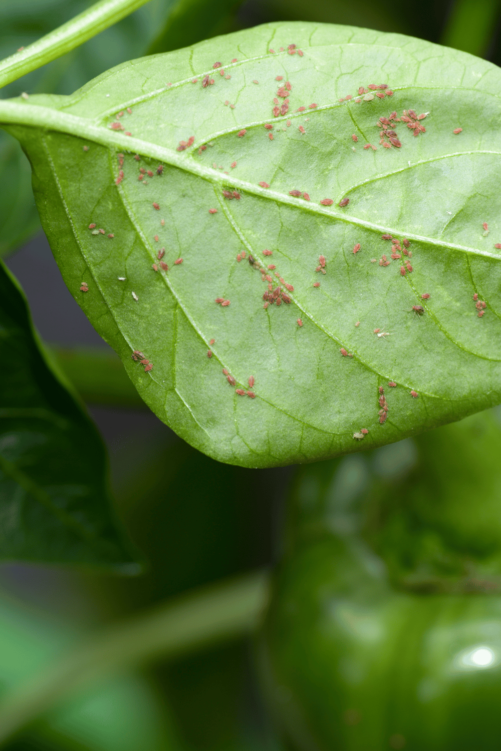 Get essential oils if you have and need to repel aphids