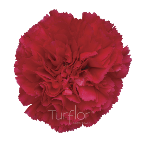 Carnation — Turflor