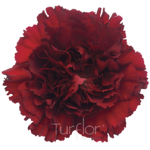 Burgundy — Turflor