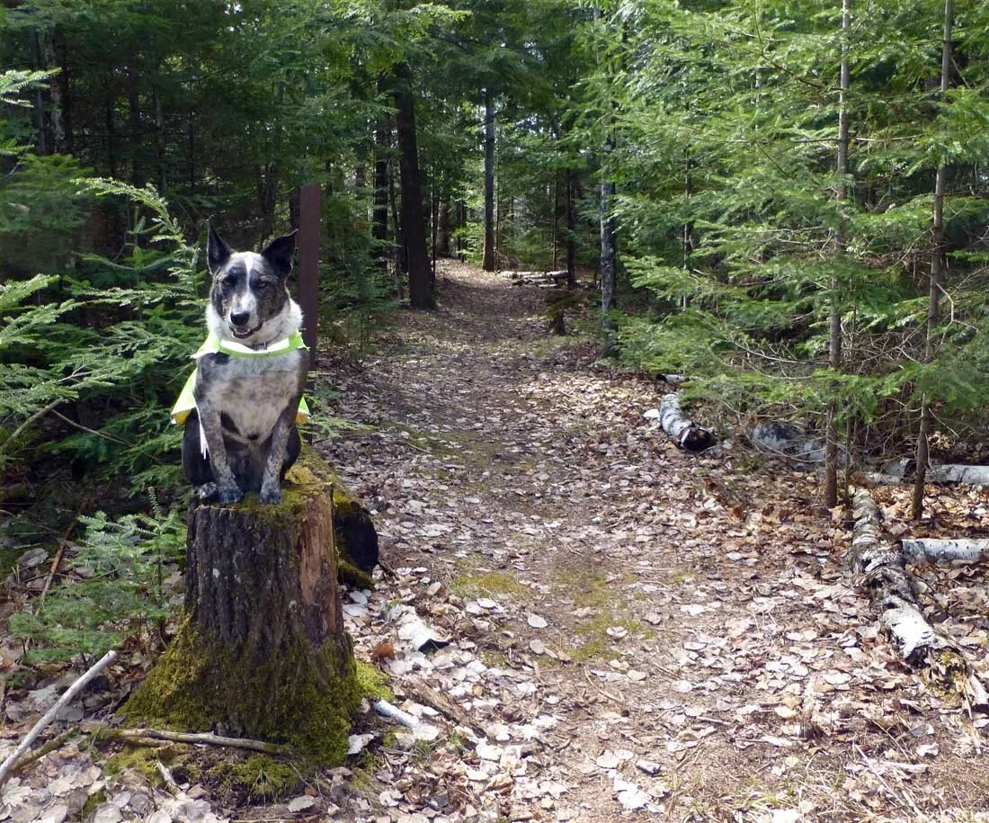 Local campgrounds and parks face new stresses, some opportunities