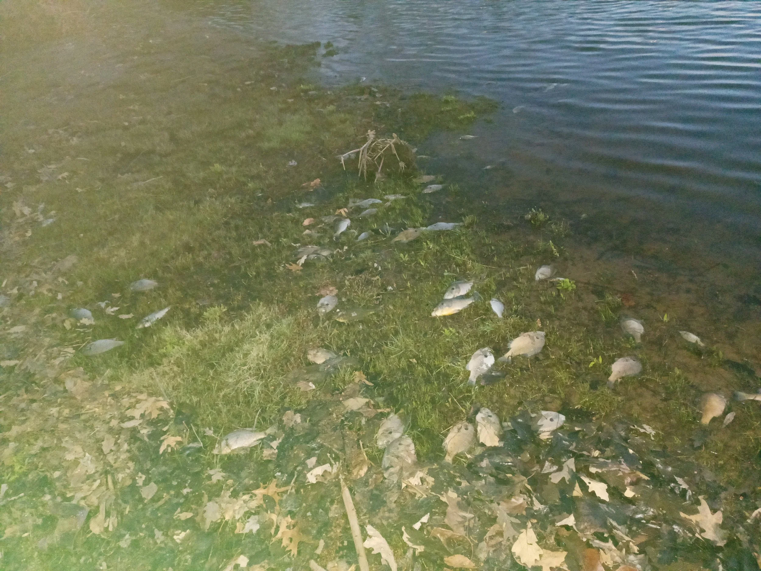 DNR says fish kills may be common during spring thaw