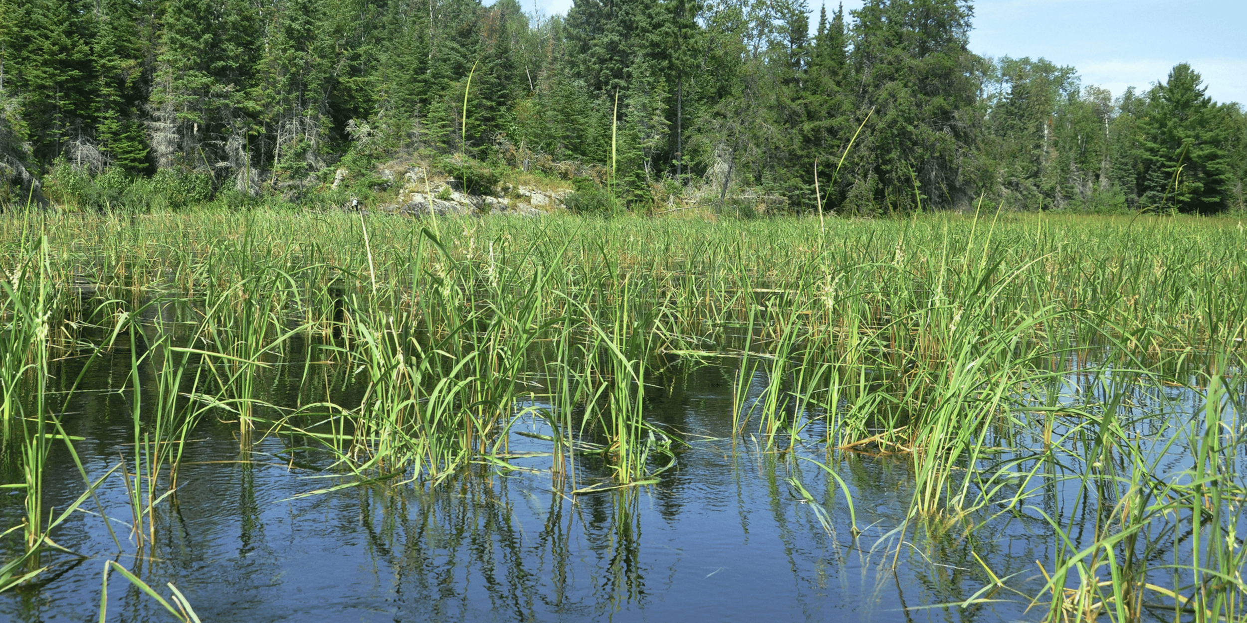 Can wild rice rebound in the Keweenaw? — Copper Beacon