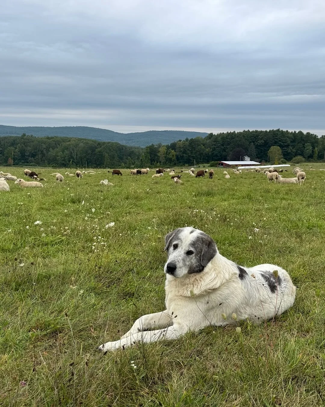 The sheep were agitated when I came up to check them after the thunderstorm. I decided to stay and cut invasives out of the fenceline so I could also keep an eye on them. But my back was to them while I worked. After a few minutes everything seemed v