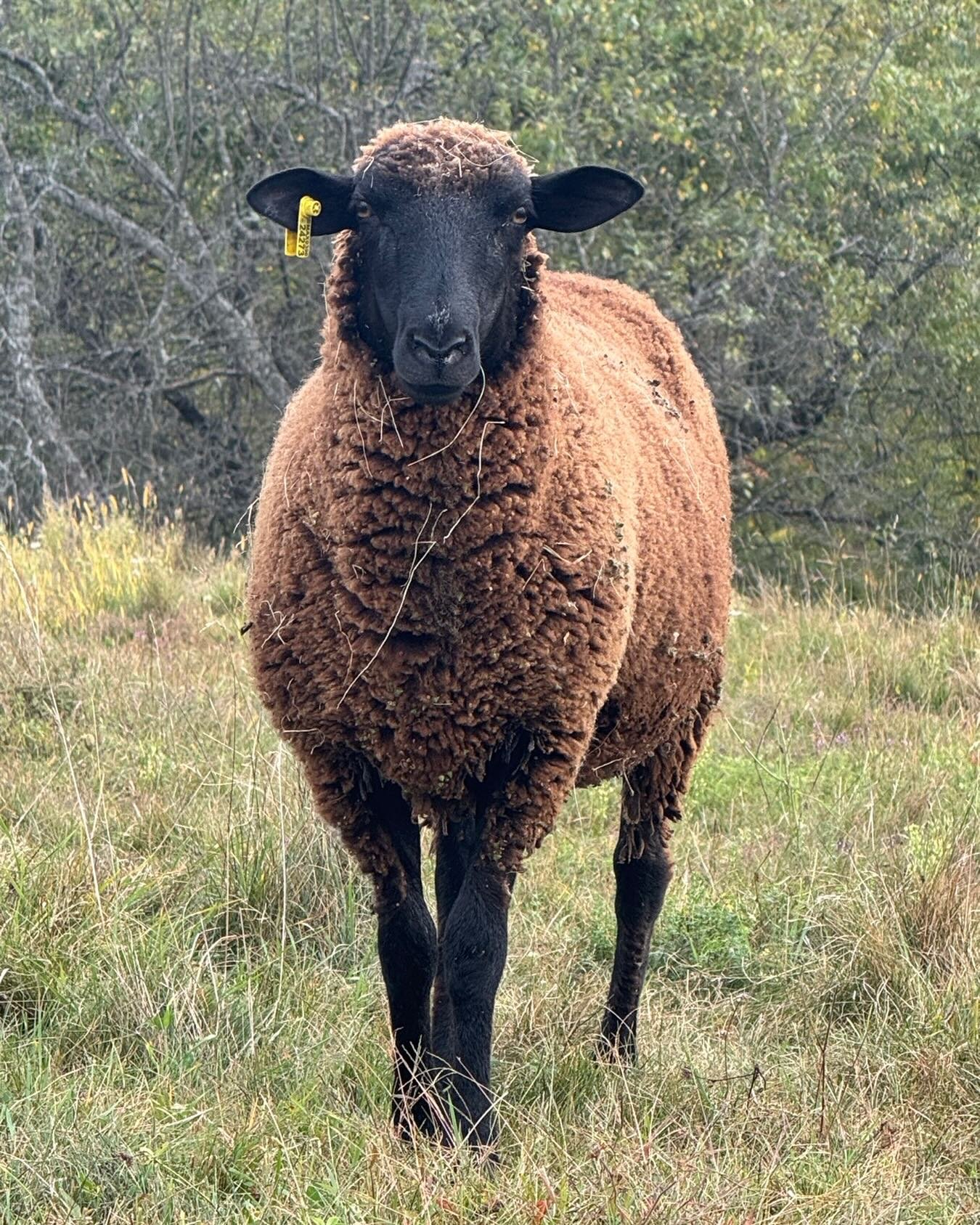 I love this two year old ewe born to a gorgeous mom. She is one of our few dark sheep with no white markings. Even her tongue is black. And she has been gorgeous since birth. #choosewool
