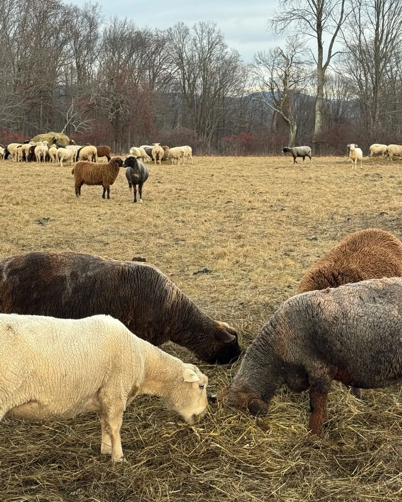 Happy Thanksgiving from our flock to yours. 💛✨ We are so grateful for the community support that sustains this farm. 🦃💕✨ #berkgrown #berkshireagventures