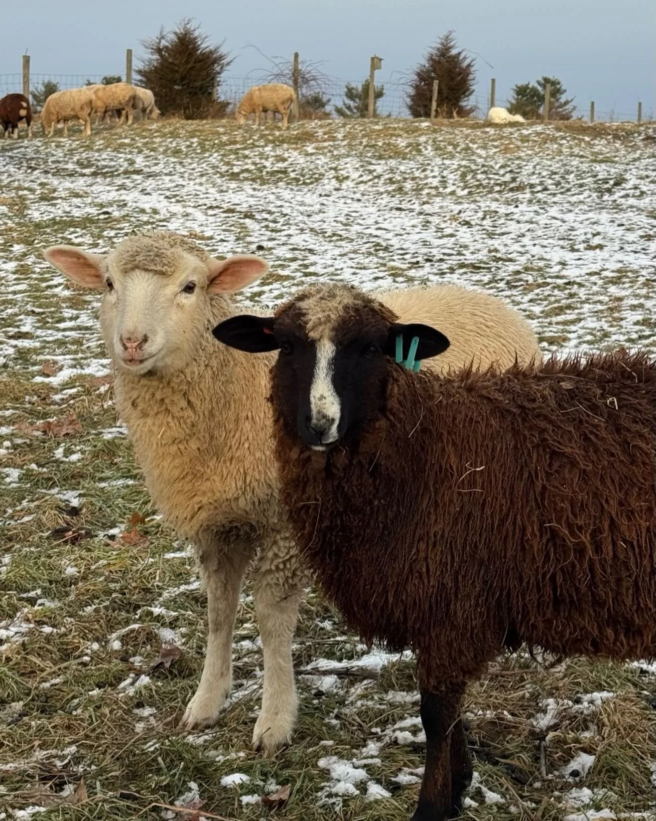 Happy Holidays and Light to all from our flock and family. ✨ A huge thank you to all of our customers for choosing warmth and nourishment from this flock and for for all the community partners that also help sustain us.  Meet Trixie (blue ear tags) a