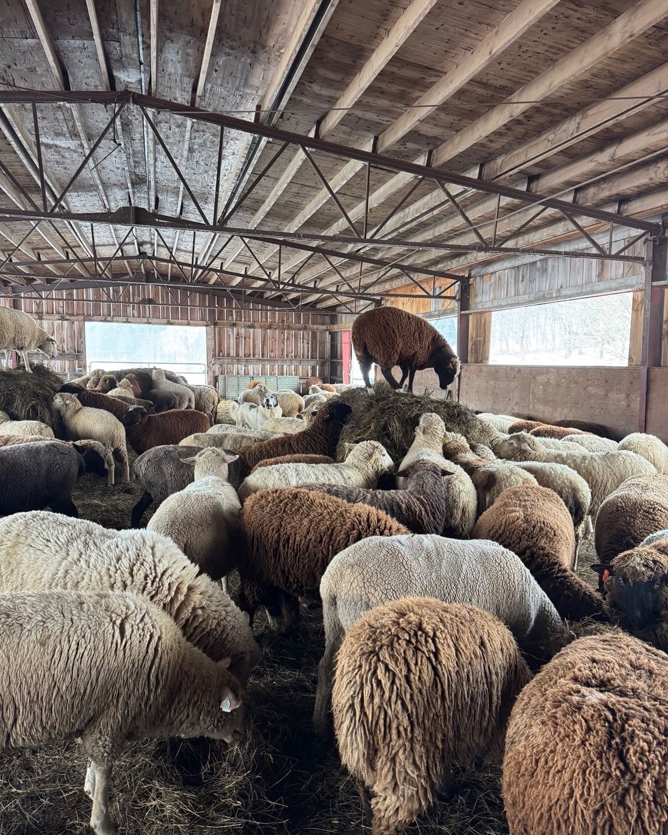 Feeding indoors for a change with a forecast for rain and sleet. Can you find Ajax the wonder dog?
