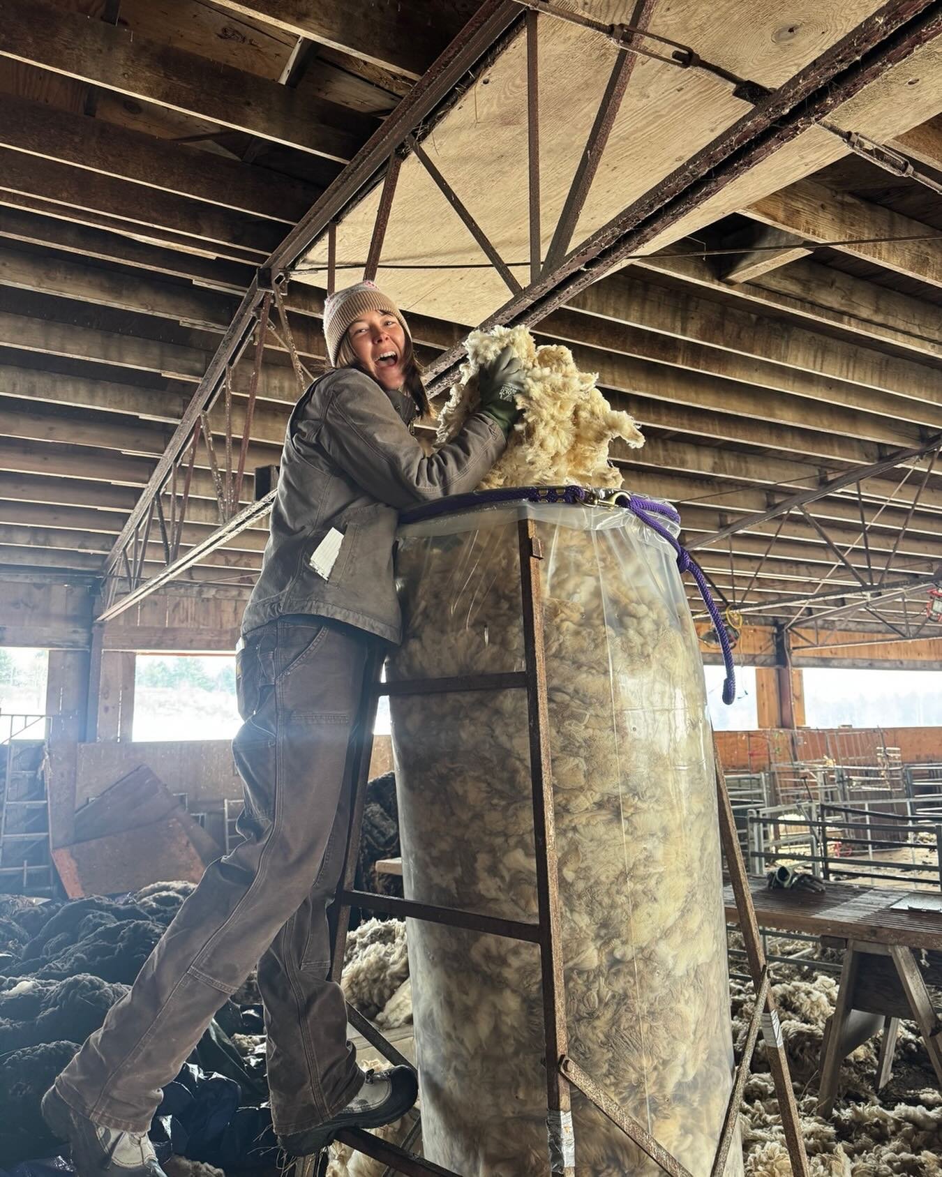 Julie is back for her third lambing season and just accepted the promotion to Fiber Lead. Flock, dogs,farmers, and family are all thrilled. #choosewool