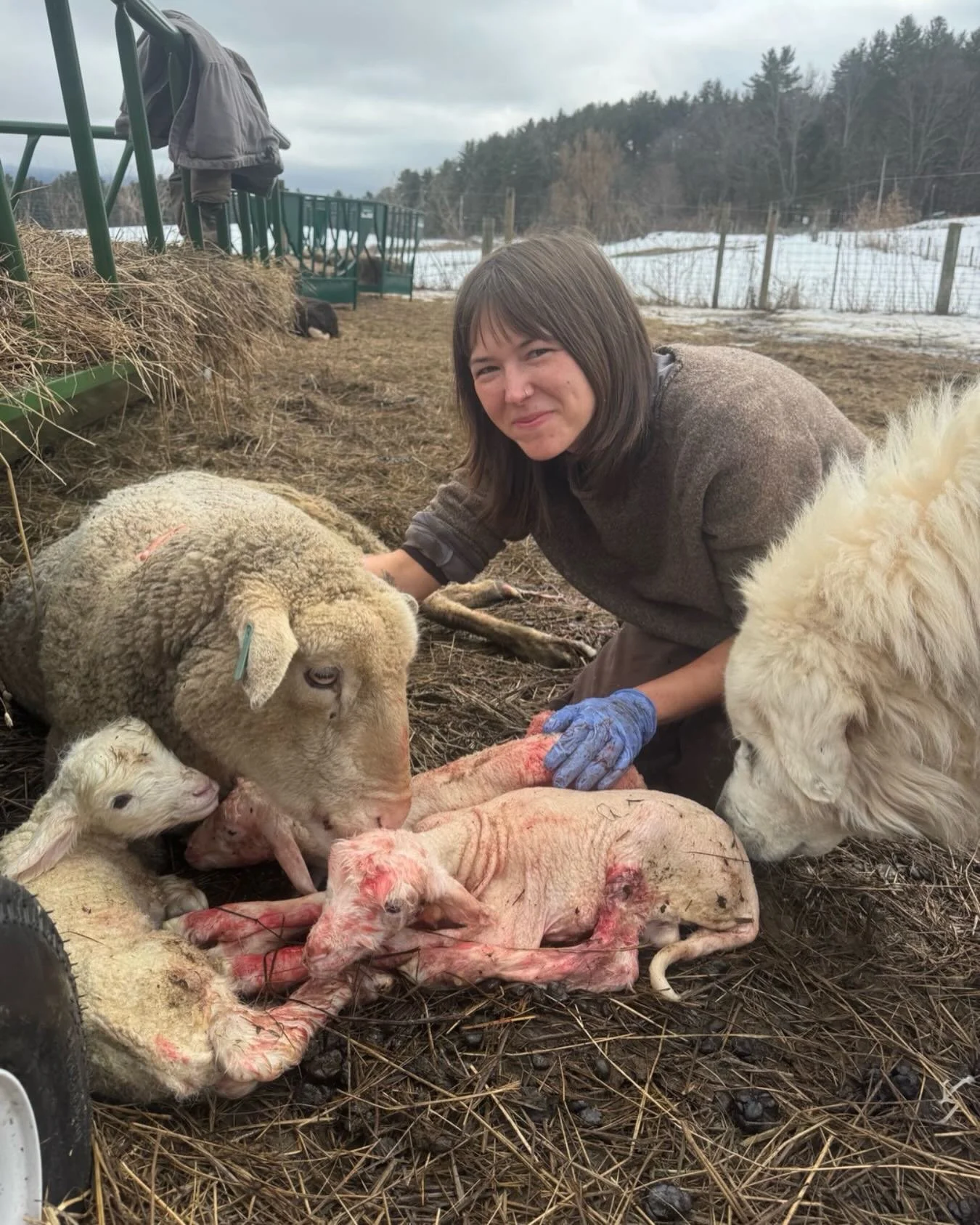 An epic day of teaming with beautiful ewes. Everyone is doing well. Triplet girls! Julie brought them in for a safe landing after they presented as breech and transverse. Number three was in swan dive position and such a gift.