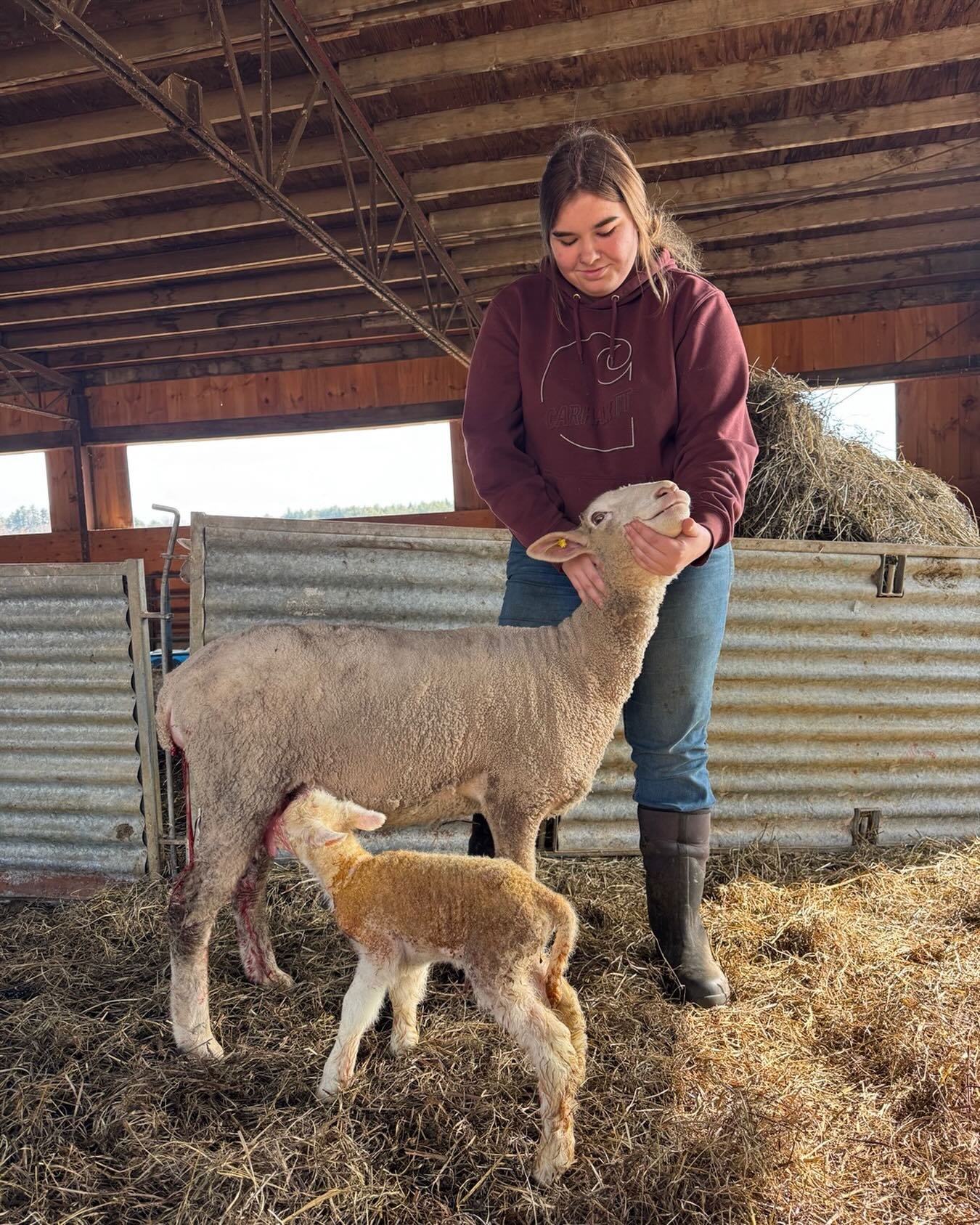 Amazing to have Laura in the barn today to welcome another 20 plus lambs. Everything is better when the Master 4-H Showman across all breeds is with us.