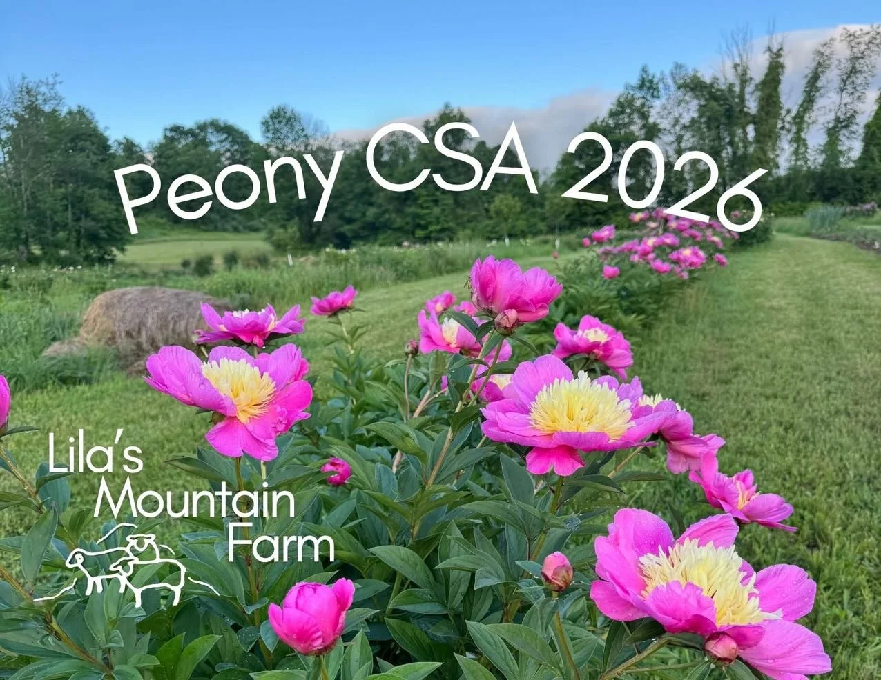 Celebrate your mom with a peony subscription! Two or three weeks of gorgeous peonies, for farm pickup in Great Barrington.

Peonies are symbols of love, luck, and health- everything we want for all the mothers. And choosing local flowers saves the ea