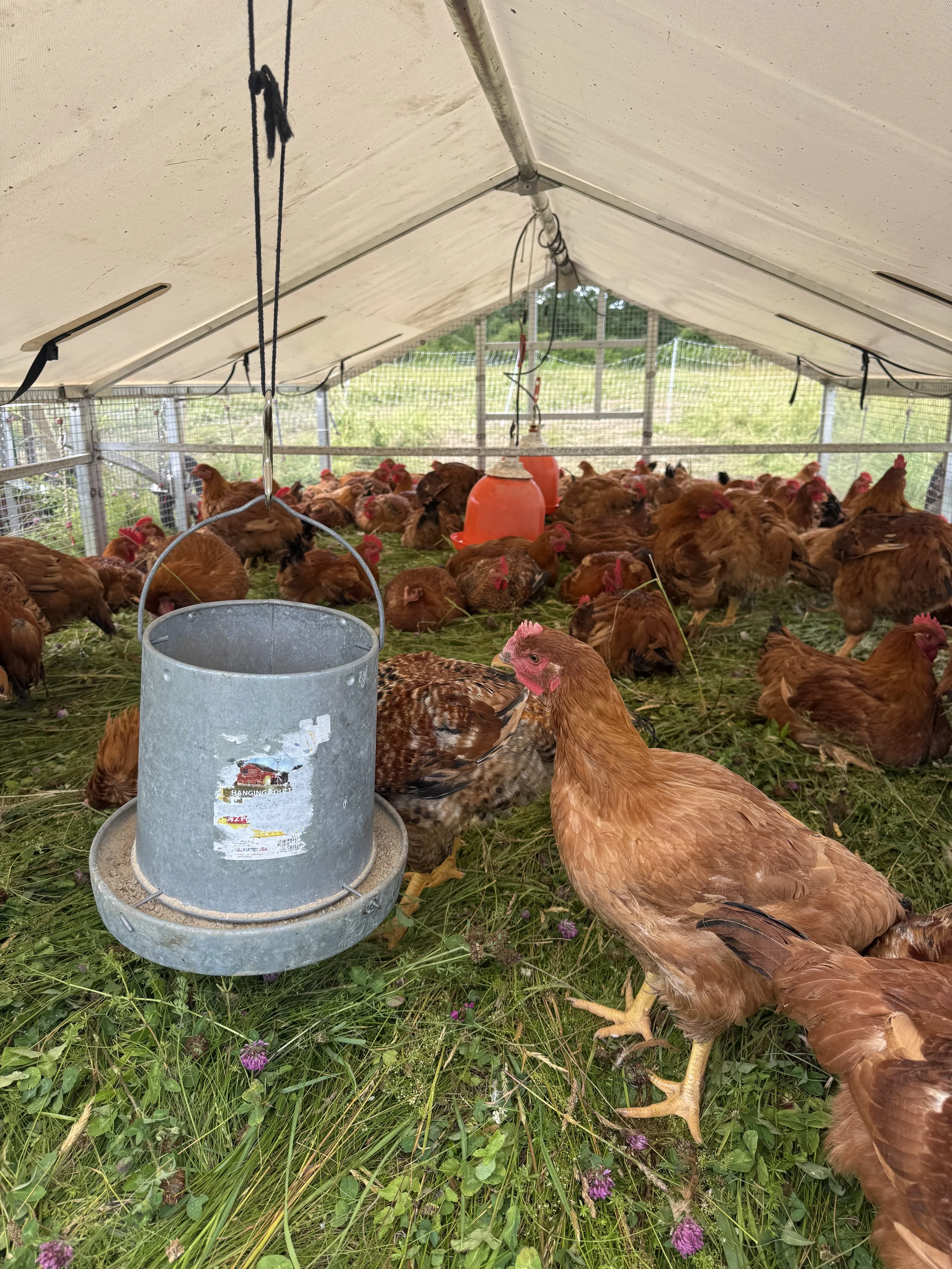 Whole Chicken
