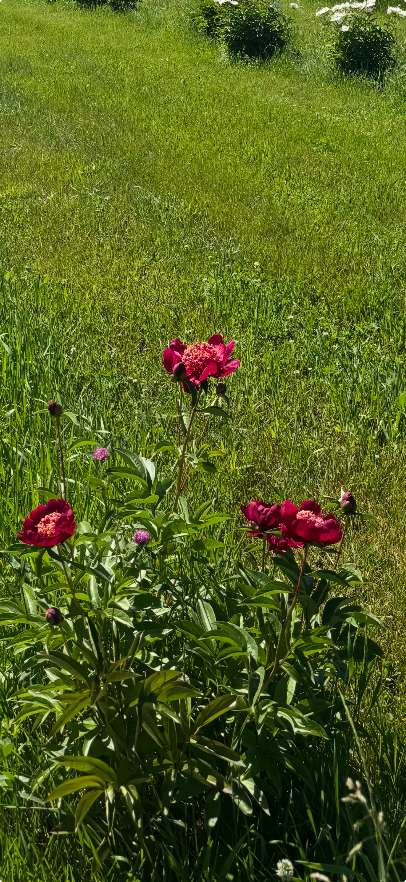 'Nippon Beauty' Peony roots