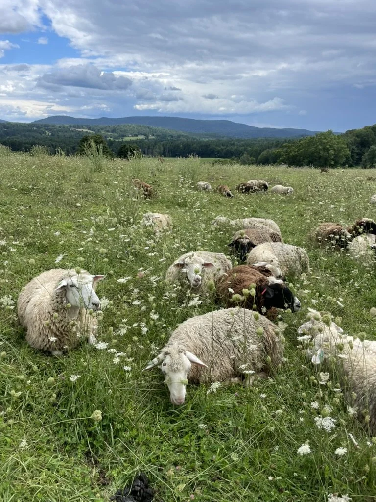 Lamb Sampler Add-On