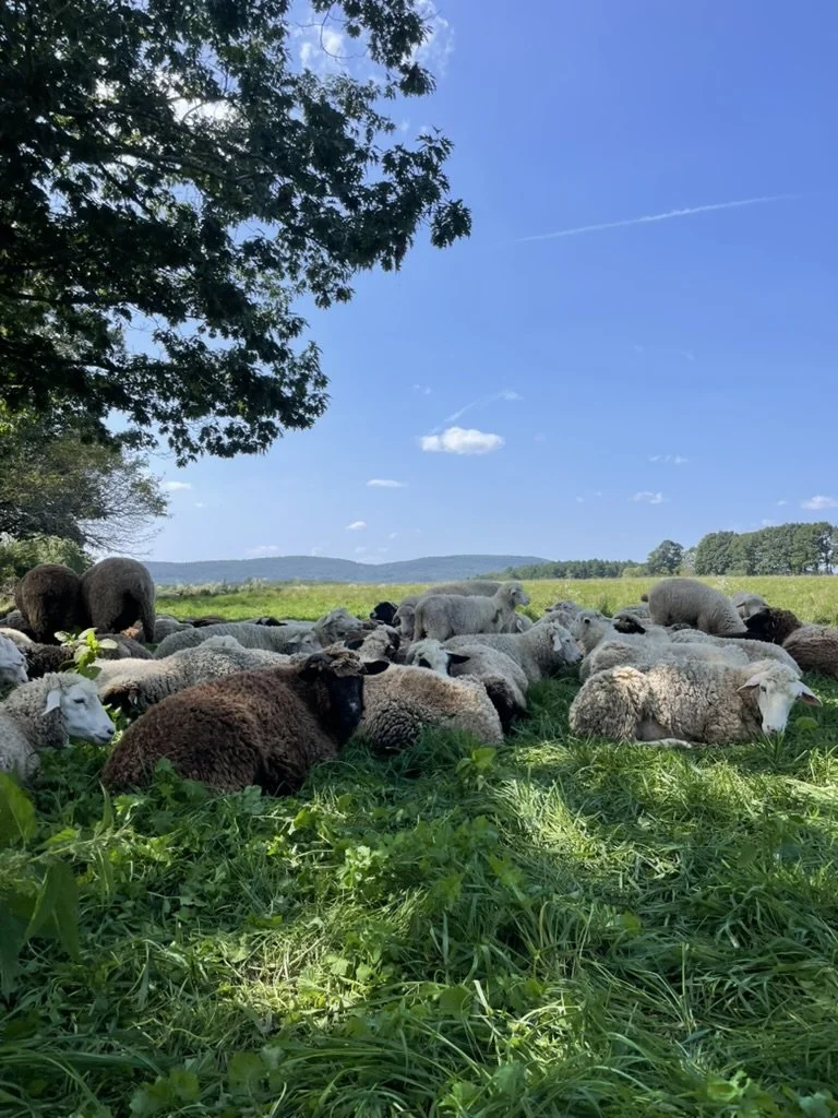 Summer Meat Share